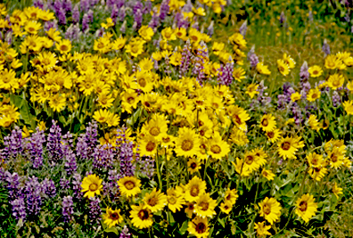 sunflowers and lupine photo